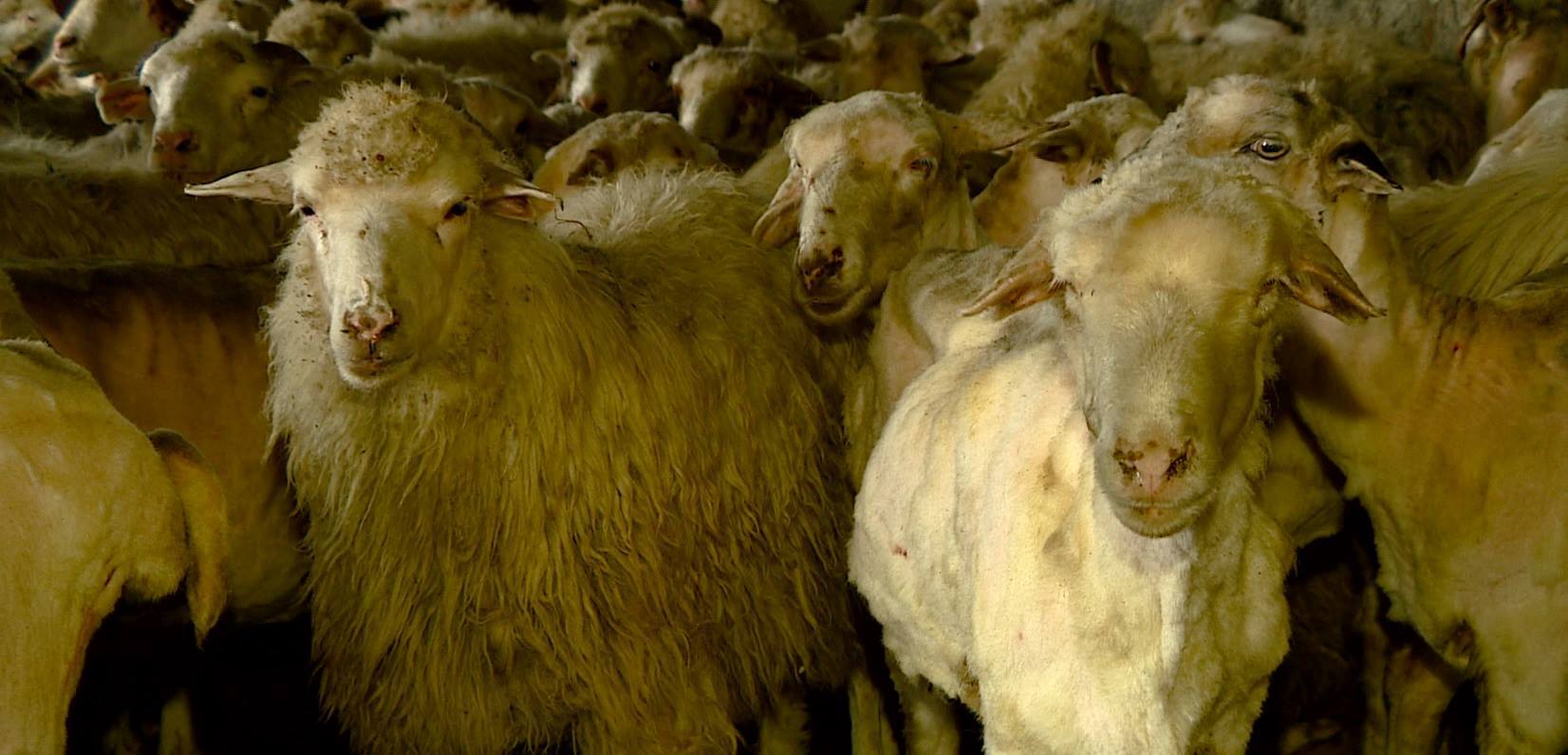 Merry Shearing in Akhmeta & the Future of Georgian Wool geotv.ge